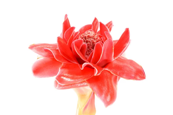 Tropical flower red torch ginger — Stock Photo, Image