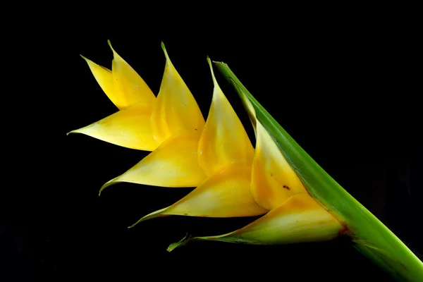 Fleur jaune d'Heliconia — Photo