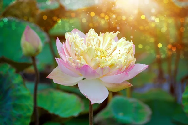 Flor de lótus rosa em flor — Fotografia de Stock
