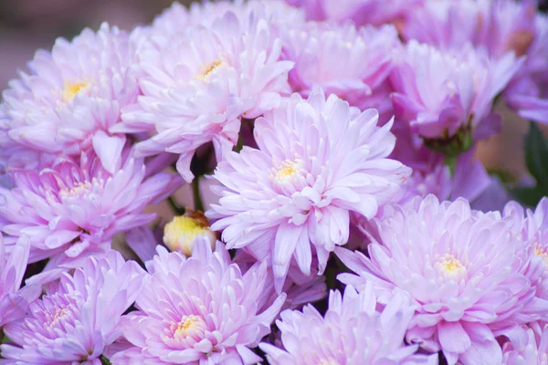 Rosa Chrysantheme — Stockfoto