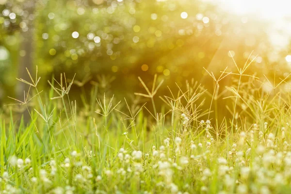 Wilde gras in zonsondergang tegenlicht — Stockfoto