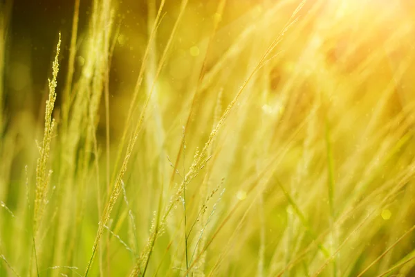 Wilde gras in zonsondergang tegenlicht — Stockfoto