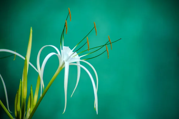 Witte spider lily bloem — Stockfoto