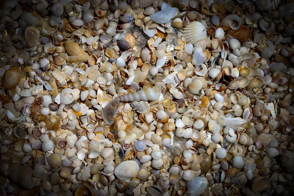 Fundo de pequenas conchas na praia no verão . — Fotografia de Stock