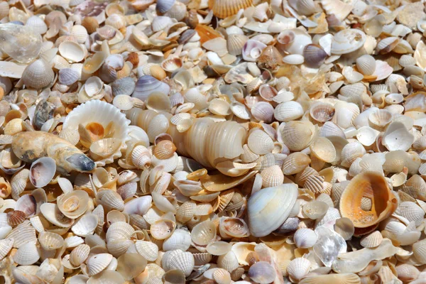 Fundo de pequenas conchas na praia no verão . — Fotografia de Stock