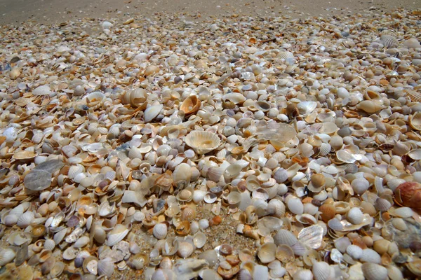 Bakgrund av små snäckor på stranden i sommar. — Stockfoto