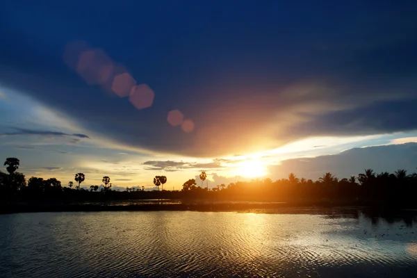 Solnedgång och socker palm tree. — Stockfoto
