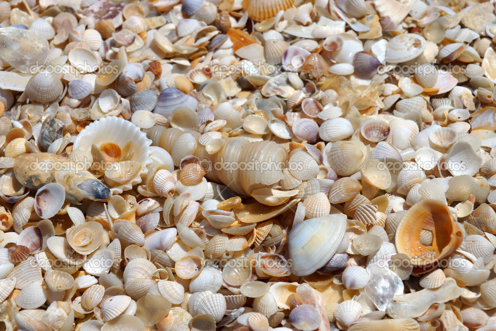 Background of small shells on the beach in the summer. Stock Photo