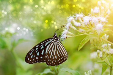 Beyaz bir çiçek kelebek