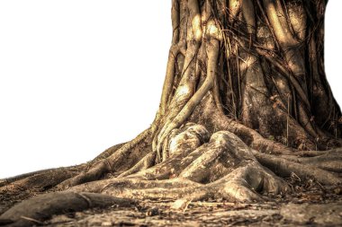 Large Bodhi tree clipart
