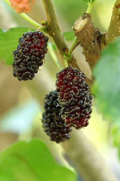 Maulbeere mit Blatt am Baum — Stockfoto