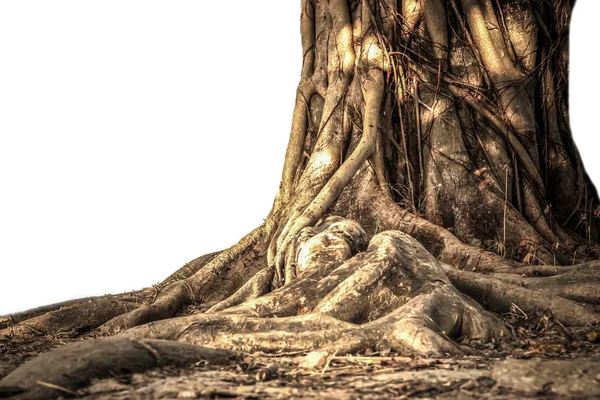 Grande árvore de Bodhi — Fotografia de Stock