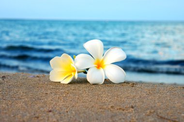 sahilde kum üzerinde iki plumeria çiçekler