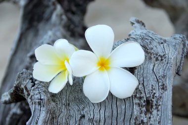 ahşap üzerine kum üzerinde iki plumeria çiçek.
