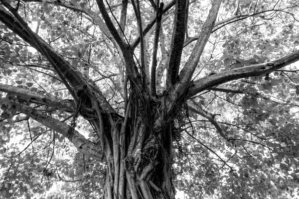Duże drzewo Bodhi — Zdjęcie stockowe