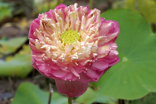 Fiore di loto rosa in fiore — Foto Stock