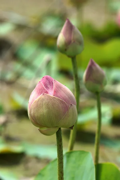 Fiore di loto rosa in fiore — Foto Stock
