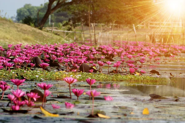 아름 다운 분홍색 수련 꽃 개화 — 스톡 사진