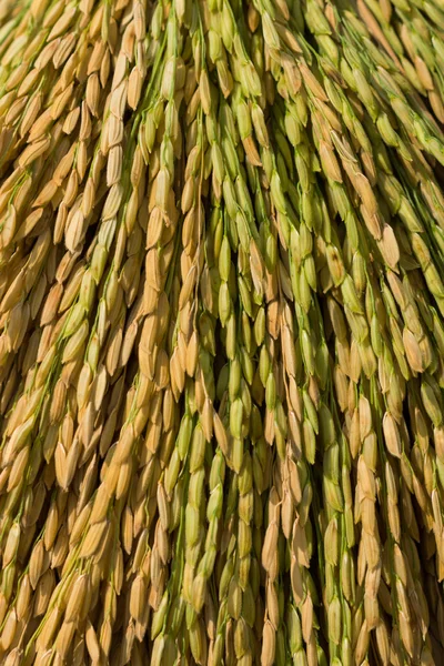 Rice plant — Stock Photo, Image