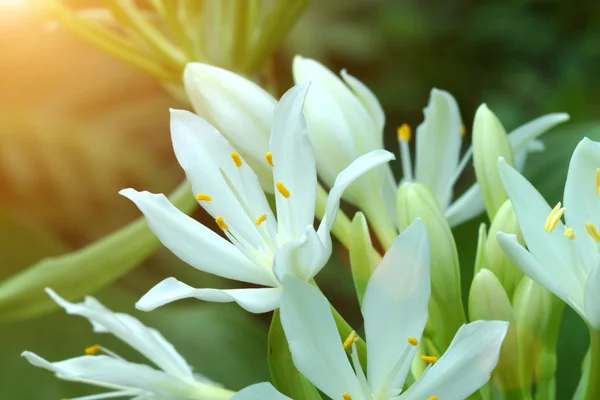 Die weiße Blume Blumenstrauß — Stockfoto