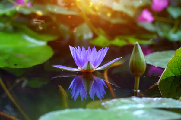 Lírio de água roxo bonito em água preta . — Fotografia de Stock