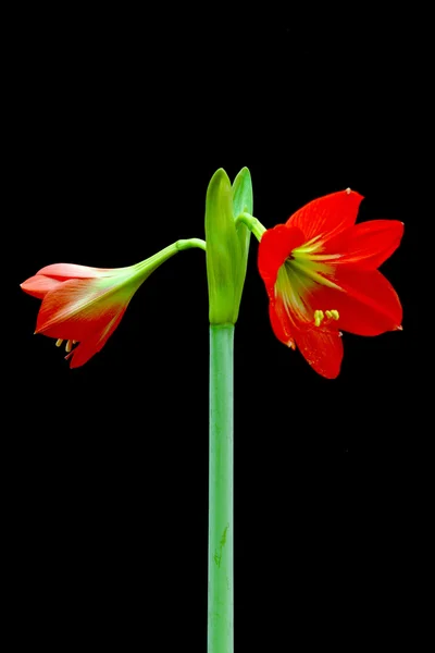 Flores bonitas de flor Amaryllis vermelha — Fotografia de Stock
