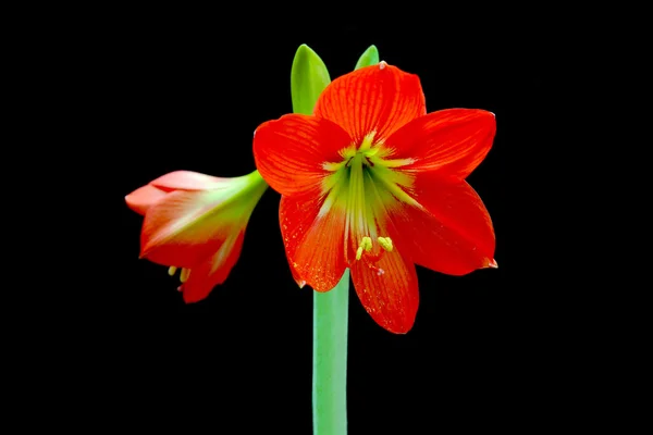Krásné květy Amarylis červená květina — Stock fotografie
