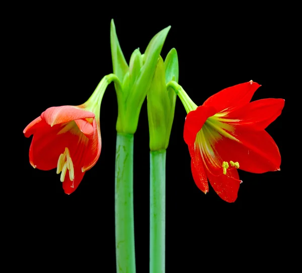 Όμορφα άνθη του amaryllis κόκκινο λουλούδι — Φωτογραφία Αρχείου