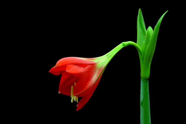 Güzel çiçekleri kırmızı amaryllis çiçek — Stok fotoğraf