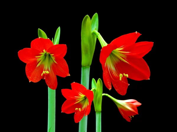 Όμορφα άνθη του amaryllis κόκκινο λουλούδι — Φωτογραφία Αρχείου