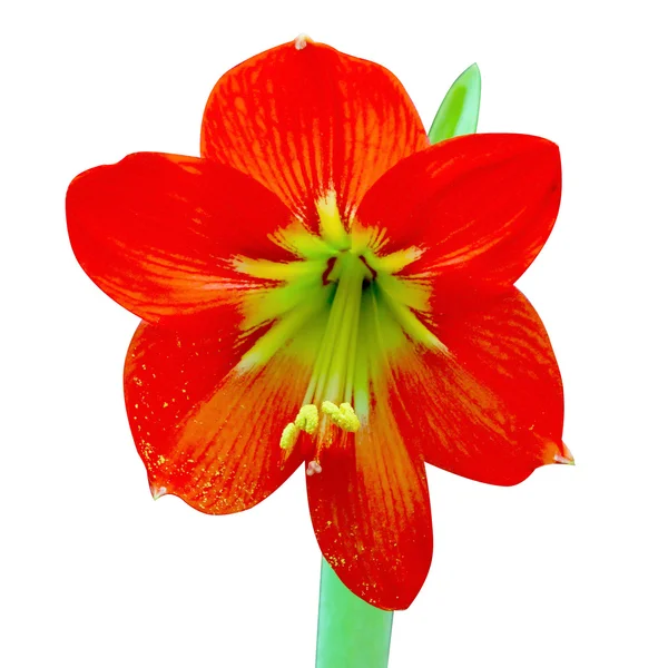 Mooie bloesems van rode amaryllis bloem — Stockfoto