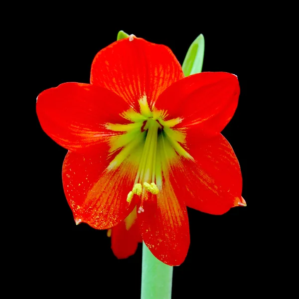 Schöne Blüten der roten Amaryllis-Blume — Stockfoto