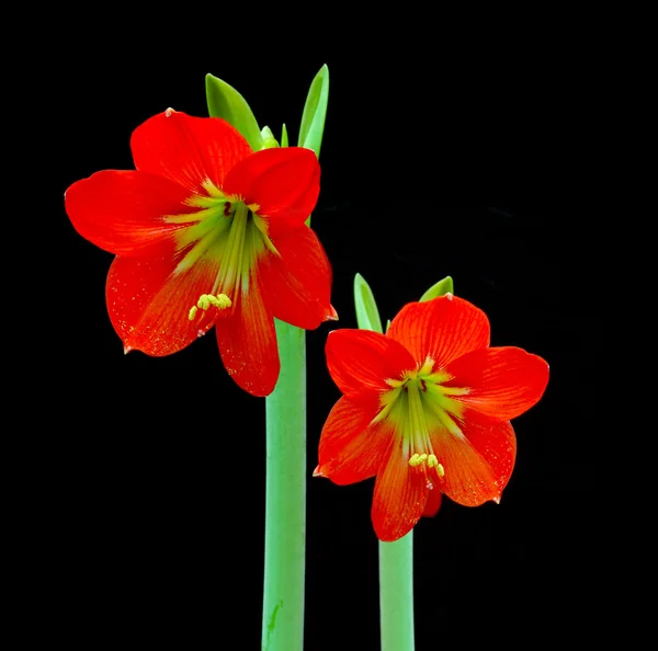 Hermosas flores de amarilis rojo flor —  Fotos de Stock