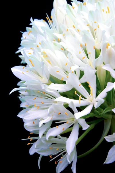 El ramo de flores blancas — Foto de Stock