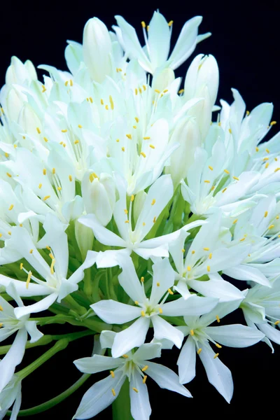 The White Flower Bouquet — Stock Photo, Image