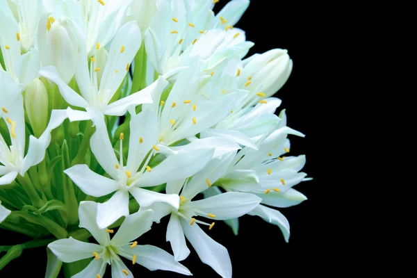 El ramo de flores blancas — Foto de Stock