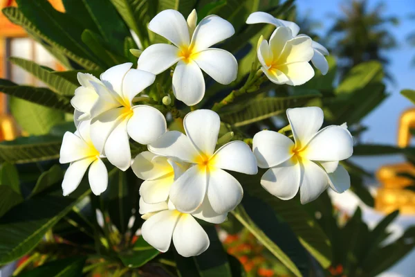 Plumeria (frangipani) bloemen op boom — Stockfoto