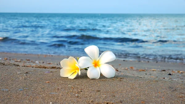 Two plumeria flowers on the sand on the beach — Stock Photo, Image