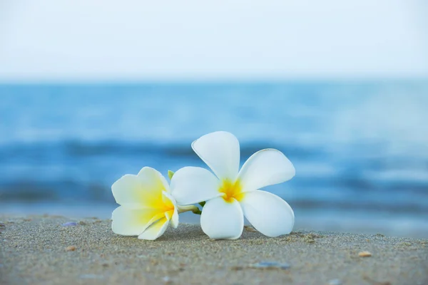 Duas flores de plumeria na areia na praia — Fotografia de Stock