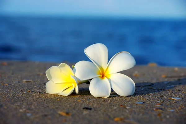 Two plumeria flowers on the sand on the beach — Stock Photo, Image