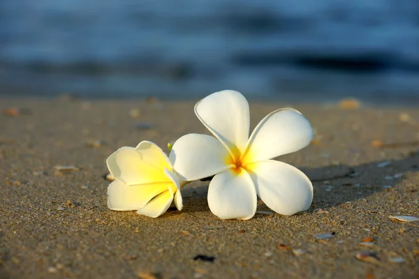 Twee plumeria bloemen op het zand op het strand — Stockfoto