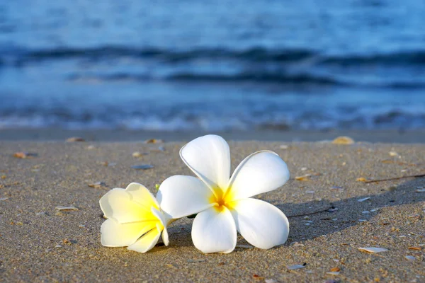 Twee plumeria bloemen op het zand op het strand — Stockfoto