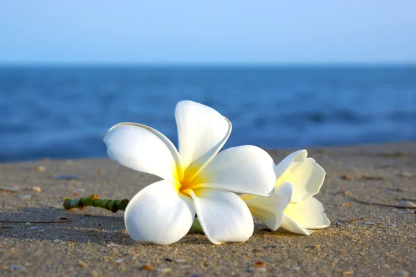 Två plumeria blommor på sanden på stranden — Stockfoto