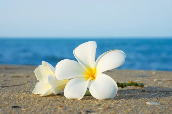 ビーチで砂の上 2 つのプルメリアの花 — ストック写真