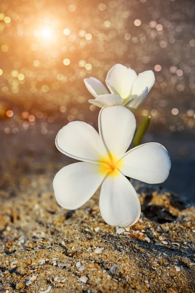 Zwei Plumeria-Blüten im Sand am Strand — Stockfoto