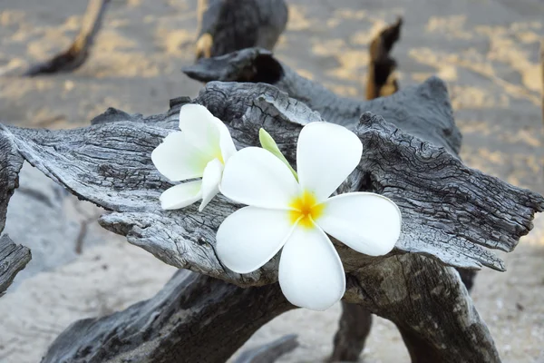 Two plumeria flowers on the sand on the wood. — Stock Photo, Image