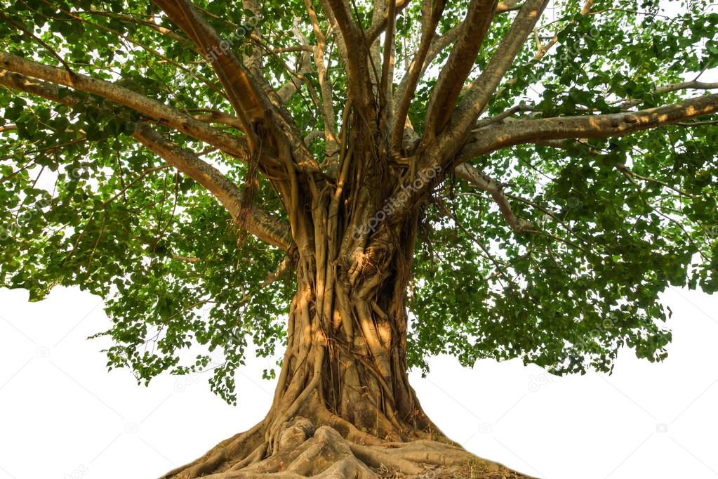 Large Bodhi tree