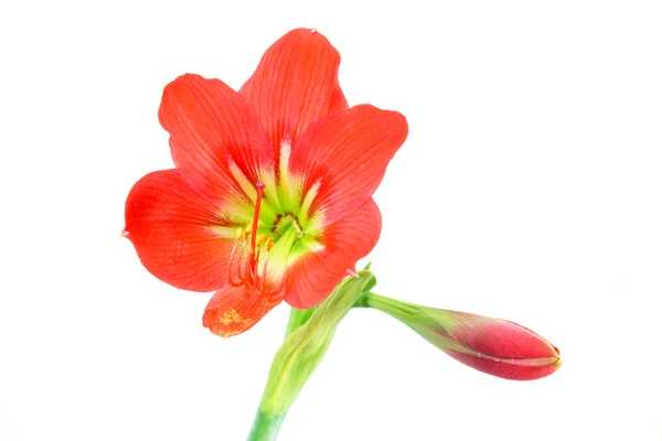 Schöne Blüten der roten Amaryllis-Blume — Stockfoto