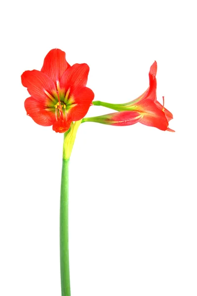 Indah Blossoms bunga Amaryllis merah — Stok Foto