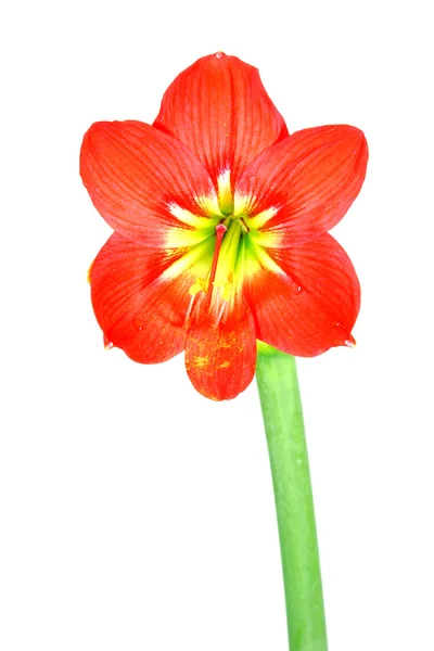 Güzel çiçekleri kırmızı amaryllis çiçek — Stok fotoğraf